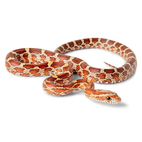 snakes at petsmart|petsmart snakes near me.